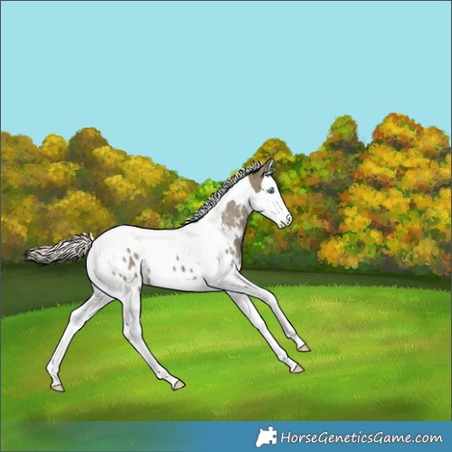 Horse Color:Silver Smoky Grullo Splash Tobiano Appaloosa
