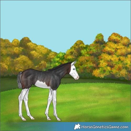 Horse Color:Brown Splash Rabicano