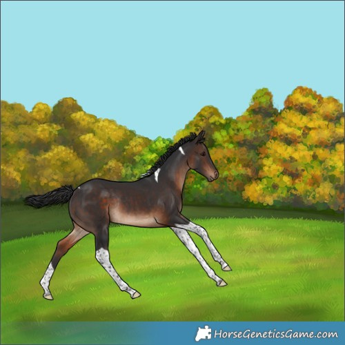 Horse Color:Bay Tobiano Rabicano 