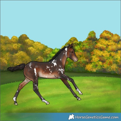 Horse Color:White Spotted Bay Appaloosa