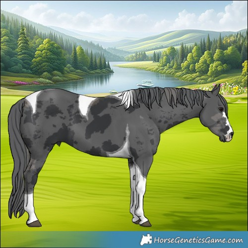 Horse Color:Black Merle Tobiano 