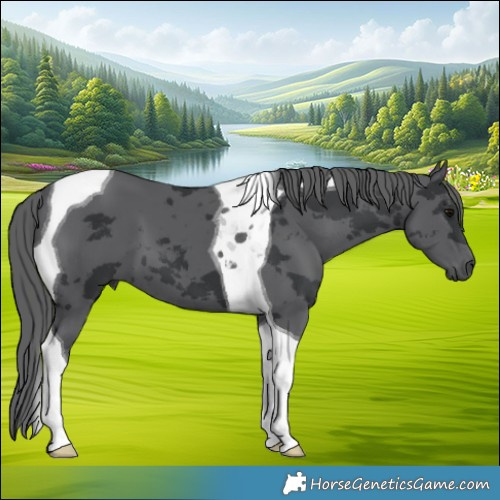 Horse Color:Black Merle Tobiano