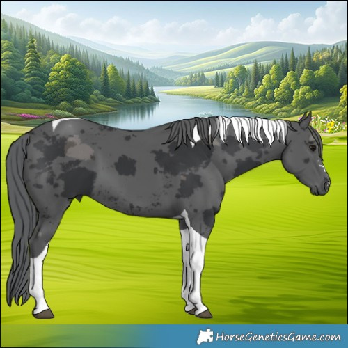 Horse Color:Black Merle Tobiano 