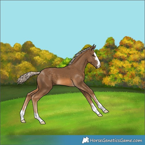 Horse Color:Chocolate Palomino 