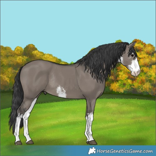 Horse Color:White Spotted Grullo Rabicano 