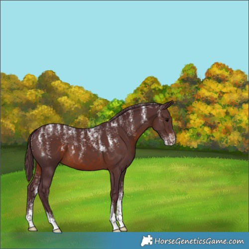 Horse Color:Powder White Chocolate Brown 