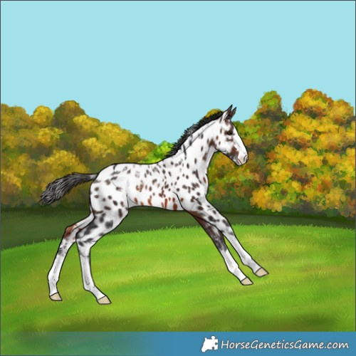 Horse Color:Powder White Brown Appaloosa 