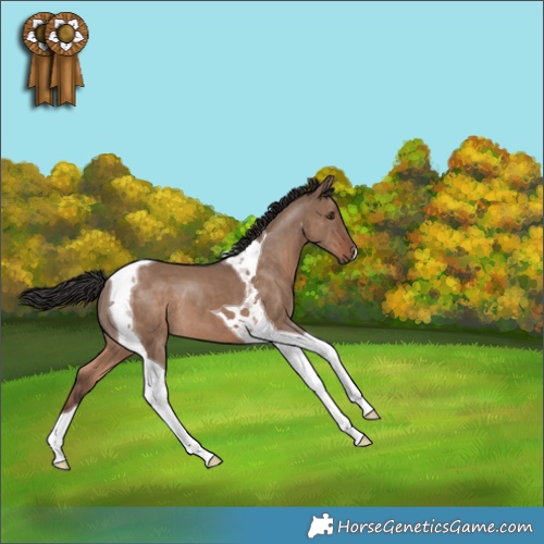 Horse Color:Liver Red Dun Tobiano