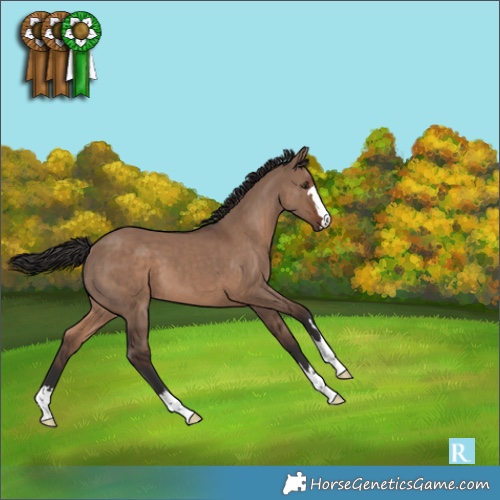 Horse Color:Liver Red Dun 