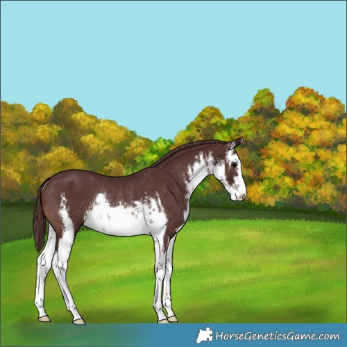 Horse Color:White Spotted Chocolate Brown Rabicano 