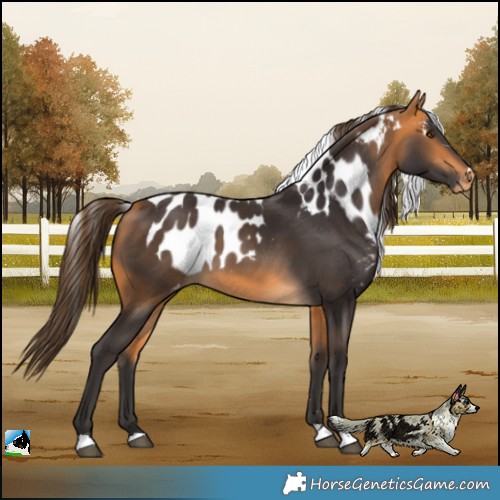 Horse Color:Buckskin Skewed Appaloosa 
