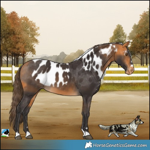 Horse Color:Buckskin Skewed LP Spotted