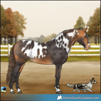 Horse Color:Buckskin Skewed LP Spotted 
