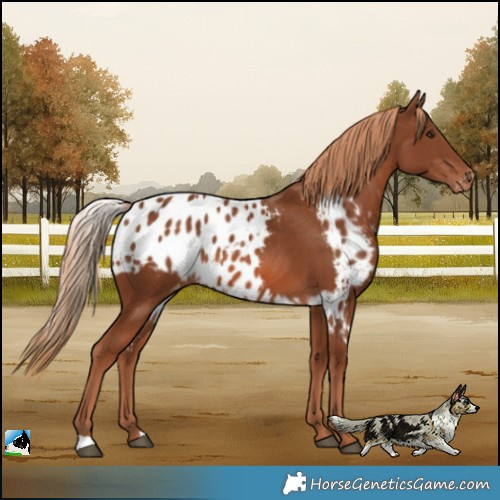 Horse Color:Chestnut Skewed Appaloosa 