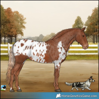 Horse Color:Chestnut Skewed LP Spotted