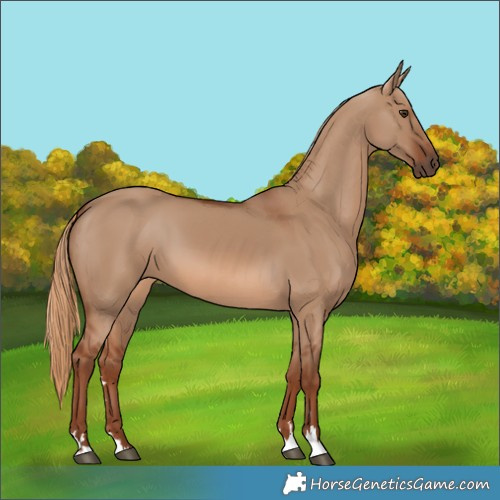 Horse Color:Red Dun 