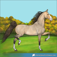 Horse Color:Buckskin Roan Dun Splash 