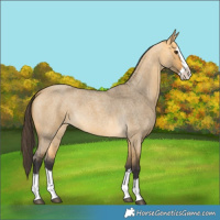 Horse Color:Buckskin Roan Dun Splash 