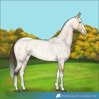 Horse Color:Buckskin Roan Dun Splash