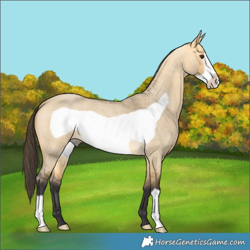 Horse Color:Buckskin Roan Dun Frame