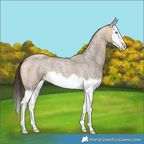 Horse Color:Buckskin Roan Dun Splash 