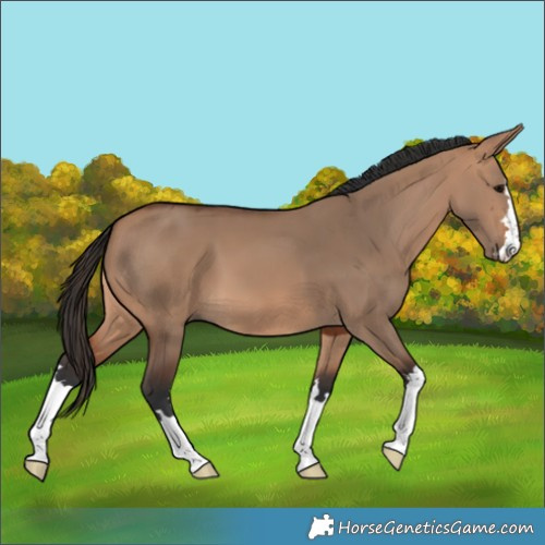 Horse Color:Bay Dun 