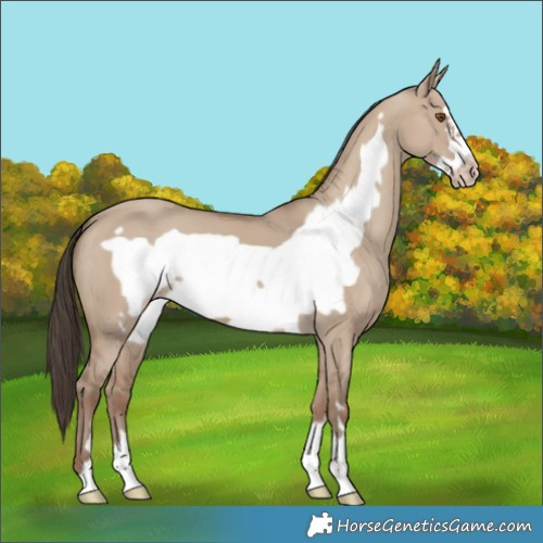 Horse Color:Classic Champagne Dun Frame