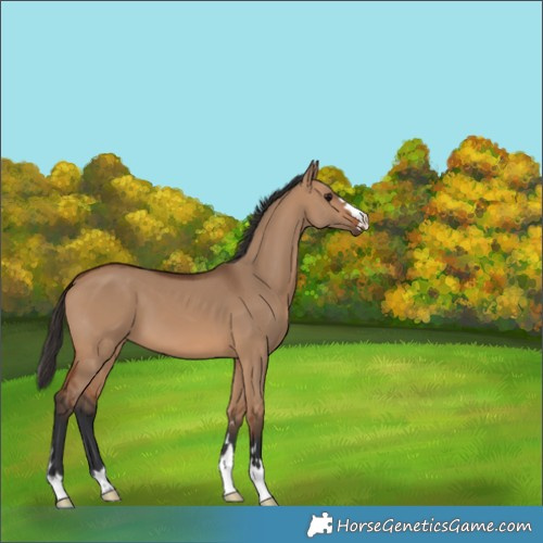 Horse Color:Bay Dun