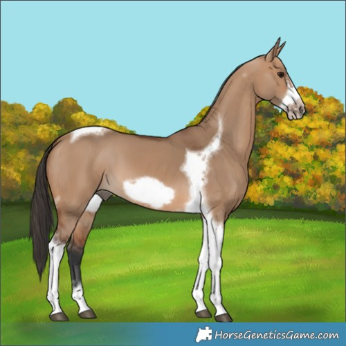 Horse Color:Bay Dun Tobiano Frame