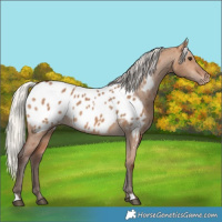 Horse Color:Silver Brown Dun Near Leopard