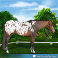 Horse Color:Bay Blanket  and Bay Blanket 