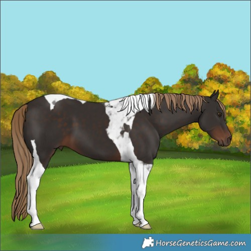 Horse Color:Liver Chestnut Tobiano 