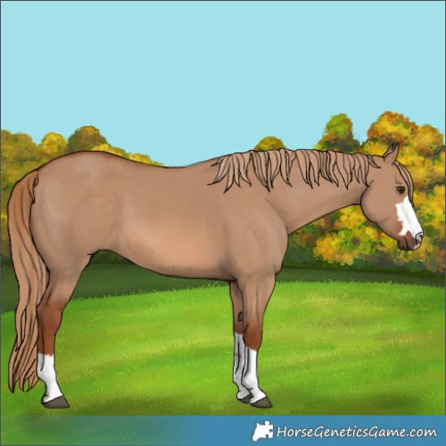 Horse Color:Red Dun 