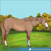 Horse Color:Red Dun 