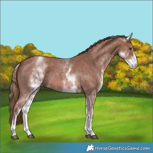 Horse Color:White Spotted Chestnut Sabino 