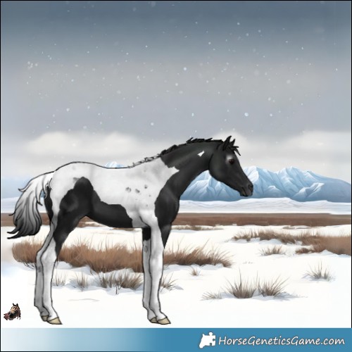 Horse Color:Gray Black Tobiano 