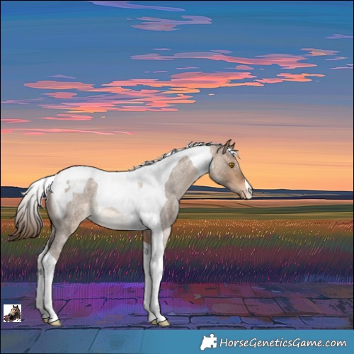 Horse Color:Bay Roan Dun Tobiano Appaloosa Rabicano