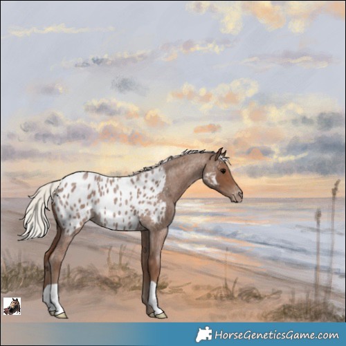 Horse Color:Silver Blue Roan Appaloosa 