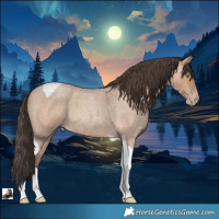 Horse Color:Amber Champagne Roan Tobiano 