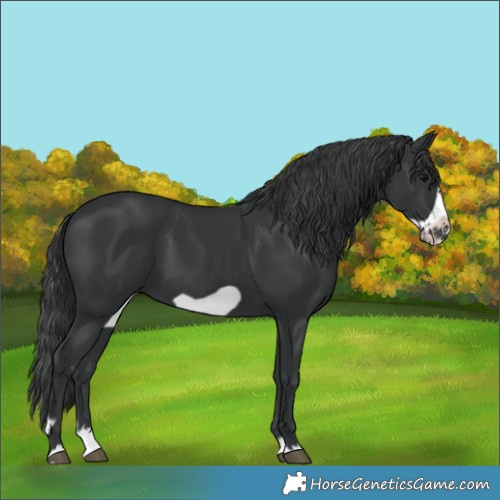 Horse Color:Black Splash Frame