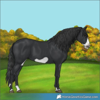 Horse Color:Black Splash Frame 