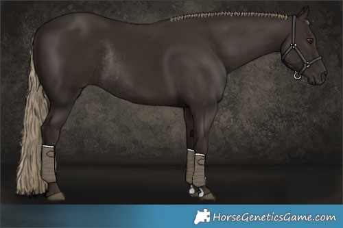 Horse Color:Liver Chestnut Rabicano 