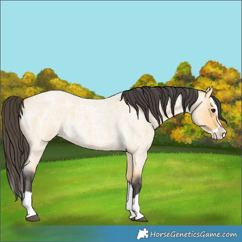 Horse Color:Buckskin Roan Splash 