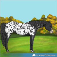 Horse Color:Black Splash Near Leopard 