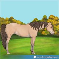 Horse Color:Amber Champagne
