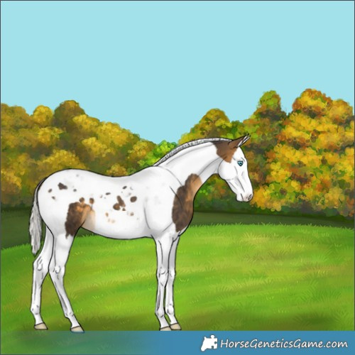 Horse Color:Silver Buckskin Splash Tobiano
