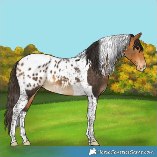 Horse Color:Buckskin Tobiano Blanket