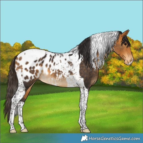Horse Color:Buckskin Tobiano Appaloosa