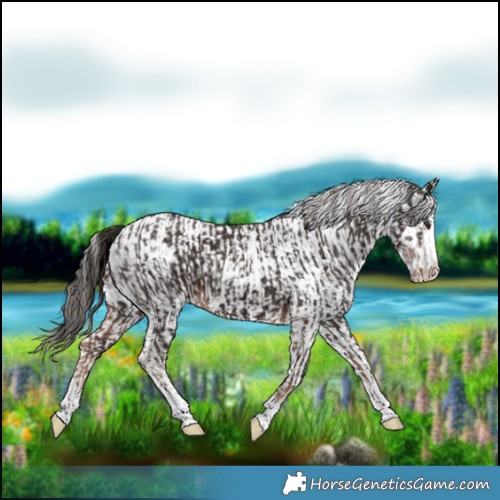 Horse Color:Liver Chestnut and White Spotted Liver Chestnut
