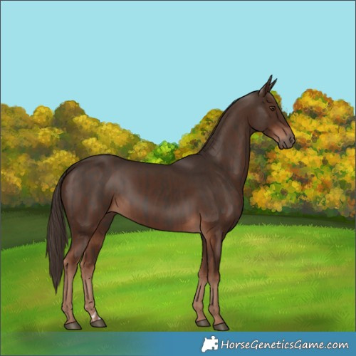 Horse Color:Liver Chestnut  and Liver Chestnut 